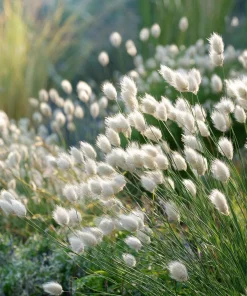 Bunny Tails Grass Seeds - 50 Heirloom Ornamental Hare's Tail Grass Seeds - Image 3