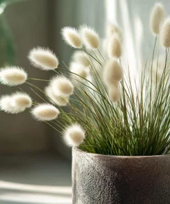 Bunny Tails Grass Seeds - 50 Heirloom Ornamental Hare's Tail Grass Seeds - Image 4