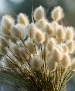 Bunny Tails Grass Seeds - 50 Heirloom Ornamental Hare's Tail Grass Seeds - Image 5