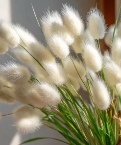 Bunny Tails Grass Seeds - 50 Heirloom Ornamental Hare's Tail Grass Seeds - Image 6