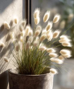 Bunny Tails Grass Seeds - 50 Heirloom Ornamental Hare's Tail Grass Seeds - Image 7