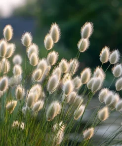 Bunny Tails Grass Seeds - 50 Heirloom Ornamental Hare's Tail Grass Seeds - Image 8