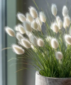 Bunny Tails Grass Seeds - 50 Heirloom Ornamental Hare's Tail Grass Seeds - Image 1