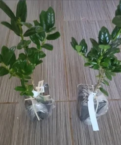 Burford Holly Live Plant - 6-10