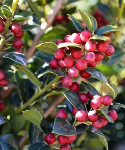 Burford Holly Live Plant - 6-10