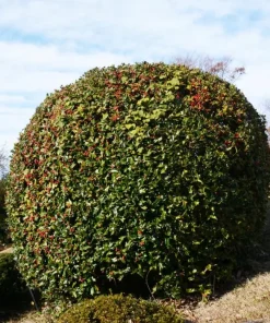 Burford Holly Live Plant - 6-10
