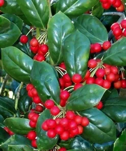 Burford Holly Live Plant - 6-10