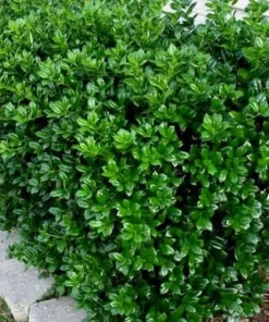 Burford Holly Live Plant - 6-10