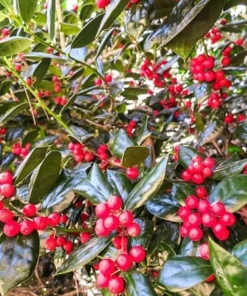 Burford Holly Live Plant - 6-10