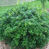 Burford Holly Live Plant - 6-10" Tall Evergreen Shrub - 2.5" Pot - Image 1