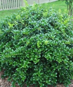 Burford Holly Live Plant - 6-10