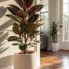 Burgundy Rubber Tree Live Plant - Ficus elastica 'Burgundy' - 4-6 Ft Tall Indoor - Image 1