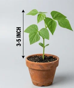 Bush Bean Live Plants – Set of 2, 3-5 Inch Tall, 4 Inch Pot – Easy Grow Vegetable Starters - Image 10