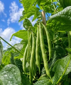 Bush Bean Live Plants – Set of 2, 3-5 Inch Tall, 4 Inch Pot – Easy Grow Vegetable Starters - Image 2
