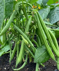 Bush Bean Live Plants – Set of 2, 3-5 Inch Tall, 4 Inch Pot – Easy Grow Vegetable Starters - Image 3