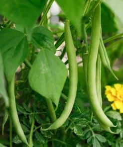 Bush Bean Live Plants – Set of 2, 3-5 Inch Tall, 4 Inch Pot – Easy Grow Vegetable Starters - Image 4