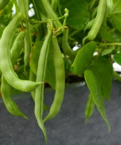 Bush Bean Live Plants – Set of 2, 3-5 Inch Tall, 4 Inch Pot – Easy Grow Vegetable Starters - Image 6
