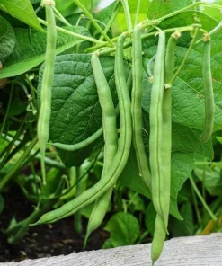Bush Bean Live Plants – Set of 2, 3-5 Inch Tall, 4 Inch Pot – Easy Grow Vegetable Starters - Image 7