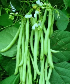 Bush Bean Live Plants – Set of 2, 3-5 Inch Tall, 4 Inch Pot – Easy Grow Vegetable Starters - Image 8