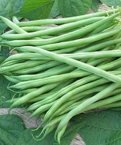 Bush Bean Live Plants – Set of 2, 3-5 Inch Tall, 4 Inch Pot – Easy Grow Vegetable Starters - Image 9