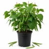 Bush Bean Live Plants – Set of 2, 3-5 Inch Tall, 4 Inch Pot – Easy Grow Vegetable Starters - Image 1