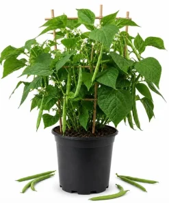 Bush Bean Live Plants – Set of 2, 3-5 Inch Tall, 4 Inch Pot – Easy Grow Vegetable Starters - Image 1