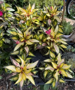 Busy Lizzie Live Plant - Impatiens Walleriana Flowering Garden Plant - Image 2