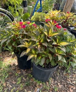 Busy Lizzie Live Plant - Impatiens Walleriana Flowering Garden Plant - Image 3