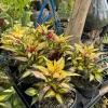Busy Lizzie Live Plant - Impatiens Walleriana Flowering Garden Plant - Image 1