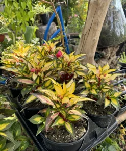 Busy Lizzie Live Plant - Impatiens Walleriana Flowering Garden Plant - Image 1