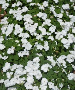Busy Lizzy Impatiens Accent Premium White Flower Seeds - 500 Count - Image 2