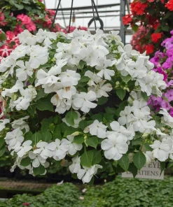 Busy Lizzy Impatiens Accent Premium White Seeds - 500 Count - Annual Flowers - Image 1