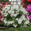 Busy Lizzy Impatiens Accent Premium White Seeds - 500 Count - Image 1