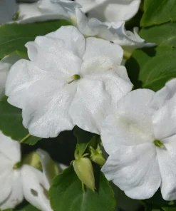 Busy Lizzy Impatiens Accent Premium White Seeds - 500 Count - Annual Flowers - Image 3