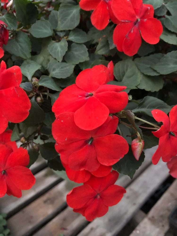 Busy Lizzy Impatiens Seeds - Scarlet GL - 500 Count - Sun & Shade Annual Flower - Image 2