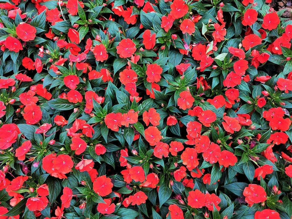 Busy Lizzy Impatiens Seeds - Scarlet GL - 500 Count - Sun & Shade Annual Flower - Image 1