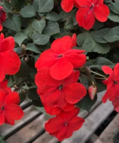 Busy Lizzy Impatiens Seeds - Scarlet Red - 500 Count - Sun & Shade Annuals - Image 2