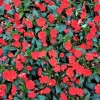 Busy Lizzy Impatiens Seeds - Scarlet Red Flowers - 500 Count - Sun & Shade Tolerant - Image 1