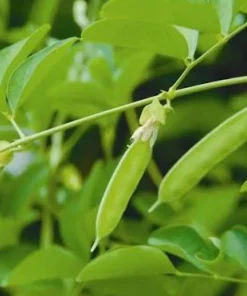 Butterfly Pea Live Plant - Clitoria Ternatea Blue Flower Vine, 15 Inches Tall Potted Plant - Image 10