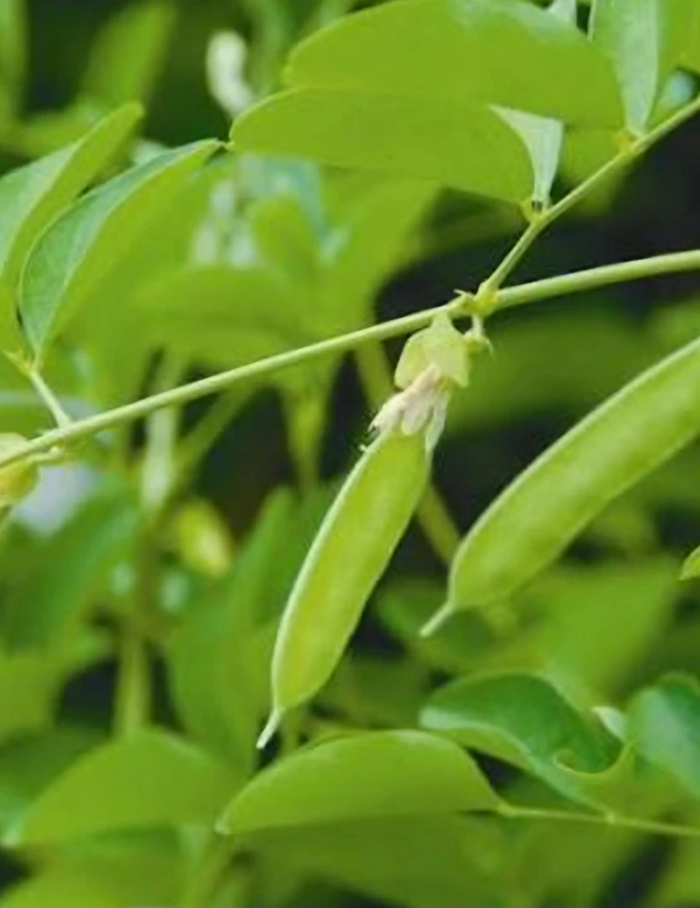 Butterfly Pea Live Plant - Clitoria Ternatea Blue Flower Vine, 15 Inches Tall Potted Plant - Image 10
