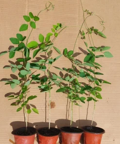 Butterfly Pea Live Plant - Clitoria Ternatea Blue Flower Vine, 15 Inches Tall Potted Plant - Image 2