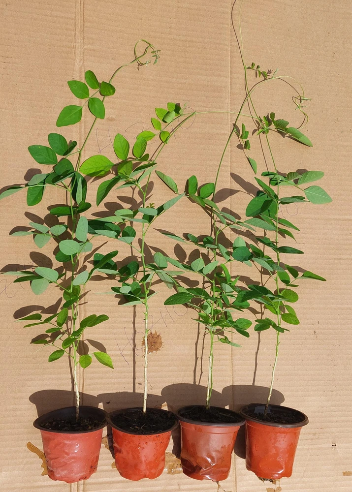 Butterfly Pea Live Plant - Clitoria Ternatea Blue Flower Vine, 15 Inches Tall Potted Plant - Image 2