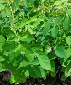 Butterfly Pea Live Plant - Clitoria Ternatea Blue Flower Vine, 15 Inches Tall Potted Plant - Image 3