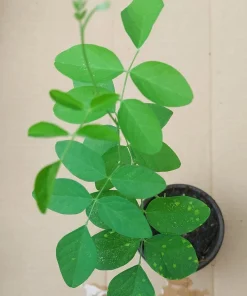 Butterfly Pea Live Plant - Clitoria Ternatea Blue Flower Vine, 15 Inches Tall Potted Plant - Image 4