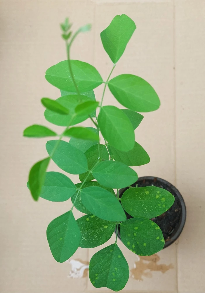 Butterfly Pea Live Plant - Clitoria Ternatea Blue Flower Vine, 15 Inches Tall Potted Plant - Image 4