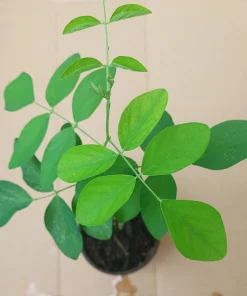 Butterfly Pea Live Plant - Clitoria Ternatea Blue Flower Vine, 15 Inches Tall Potted Plant - Image 5