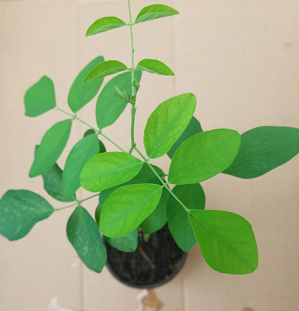 Butterfly Pea Live Plant - Clitoria Ternatea Blue Flower Vine, 15 Inches Tall Potted Plant - Image 5