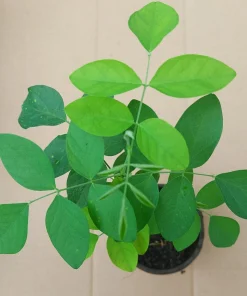 Butterfly Pea Live Plant - Clitoria Ternatea Blue Flower Vine, 15 Inches Tall Potted Plant - Image 6