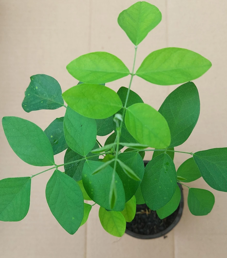 Butterfly Pea Live Plant - Clitoria Ternatea Blue Flower Vine, 15 Inches Tall Potted Plant - Image 6