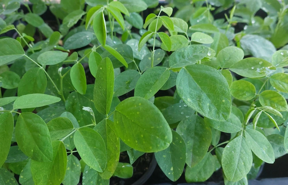 Butterfly Pea Live Plant - Clitoria Ternatea Blue Flower Vine, 15 Inches Tall Potted Plant - Image 7